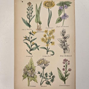 Rzadki botaniczny oryginał z lat 50. XIX wieku, oryginalna ręcznie kolorowana grawerka autorstwa Nicholasa Culpepera, ziołolecznictwo angielskie, rośliny lecznicze, brytyjskie zioła