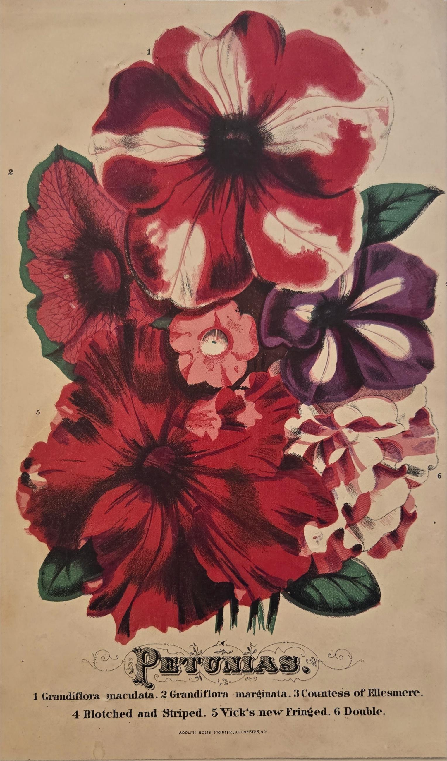 【大型本】FLOWER＆FRUIT PRINTS　ボタニカル Antique 19th Century Petunia Chromolithograph – Victorian