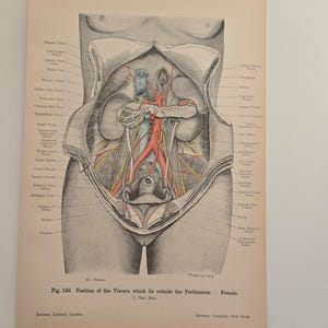 1906 antieke anatomie - lithografie • originele antieke prenten • menselijke anatomie • medische illustratie - antieke Duitse houtsnede - vrouwelijke anatomie