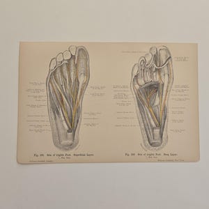 1906 antique anatomy - lithograph • original antique prints •  human anatomy • medical illustration - Antique German Woodcut