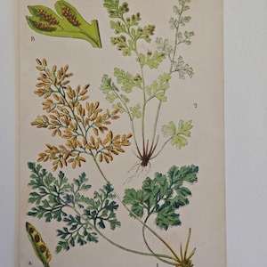 1891 Vintage Botanical Print of Allosorus and Gymnogramma Ferns  - Antique British Fern Illustration by Thomas Moore, London - British Ferns