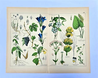Grande folha botânica antiga, litografia de videira e genciana, impressão em página dupla de Willkomm & Schubert da década de 1870, arte de parede de vinhedo alemão