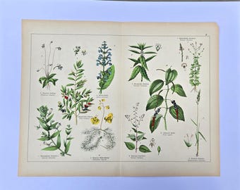 Duży antyczny botaniczny folio, oliwkowo-pieprzowa litografia i szałwia, dwustronicowy druk Willkomm & Schubert z lat 70. XIX wieku, niemiecka sztuka ścienna z ziołami