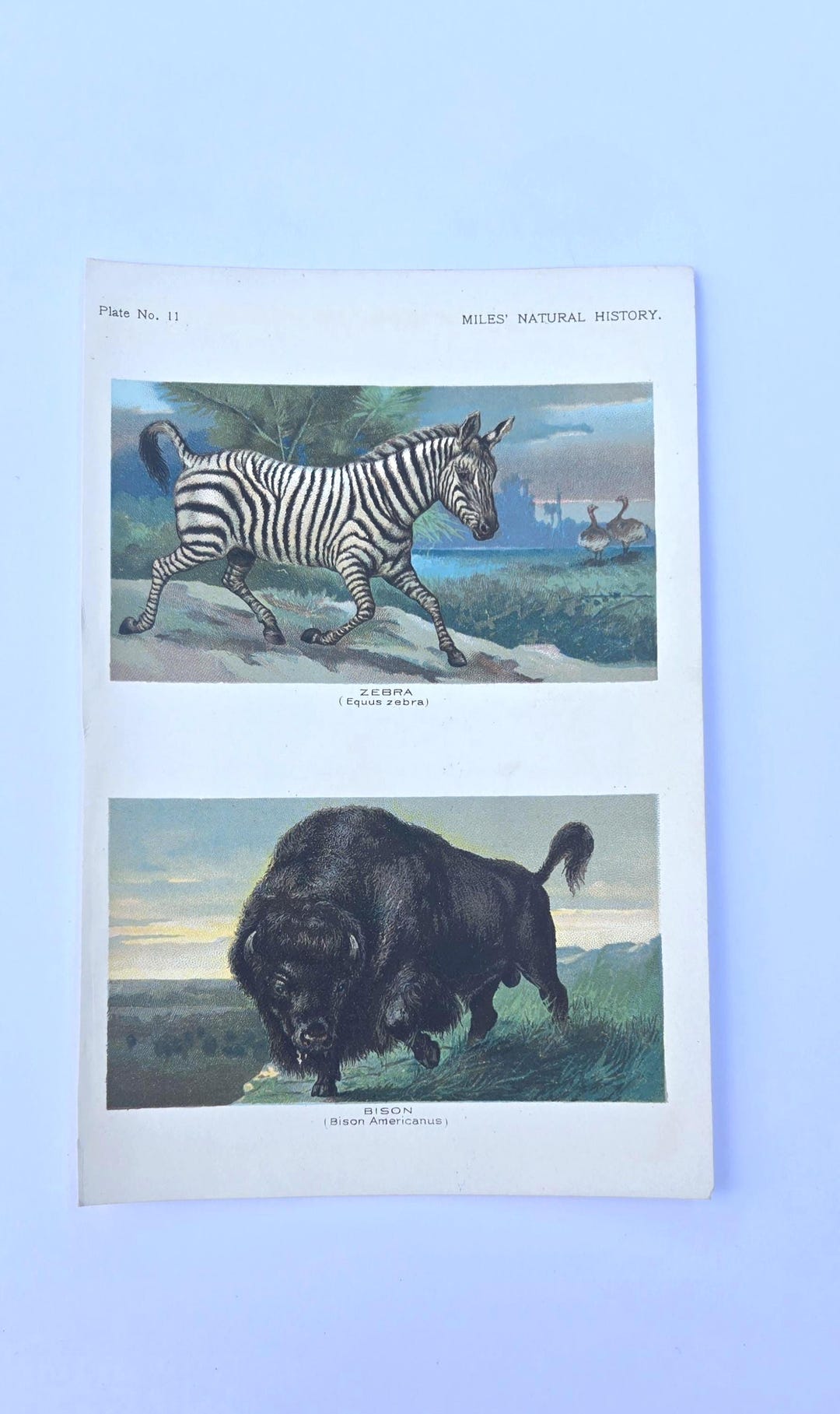 Antique 1907 Natural History Print - Zebra, Buffalo - Color
