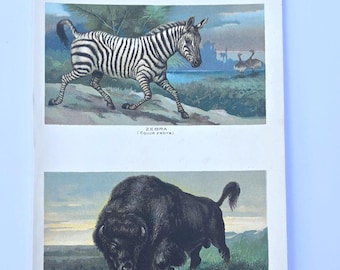 Antique 1907 Natural History Print - Zebra, Buffalo - Color Lithograph