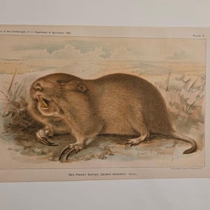 Könnte beinhalten: Vintage Illustration eines braunen Nagetiers, wahrscheinlich ein Taschenratte, mit großen Krallen. Die Zeichnung ist vor dem Hintergrund eines Feldes und Himmels platziert. Text ist oben und unten auf dem Druck zu sehen. Das Papier hat ein gealtertes Aussehen.
