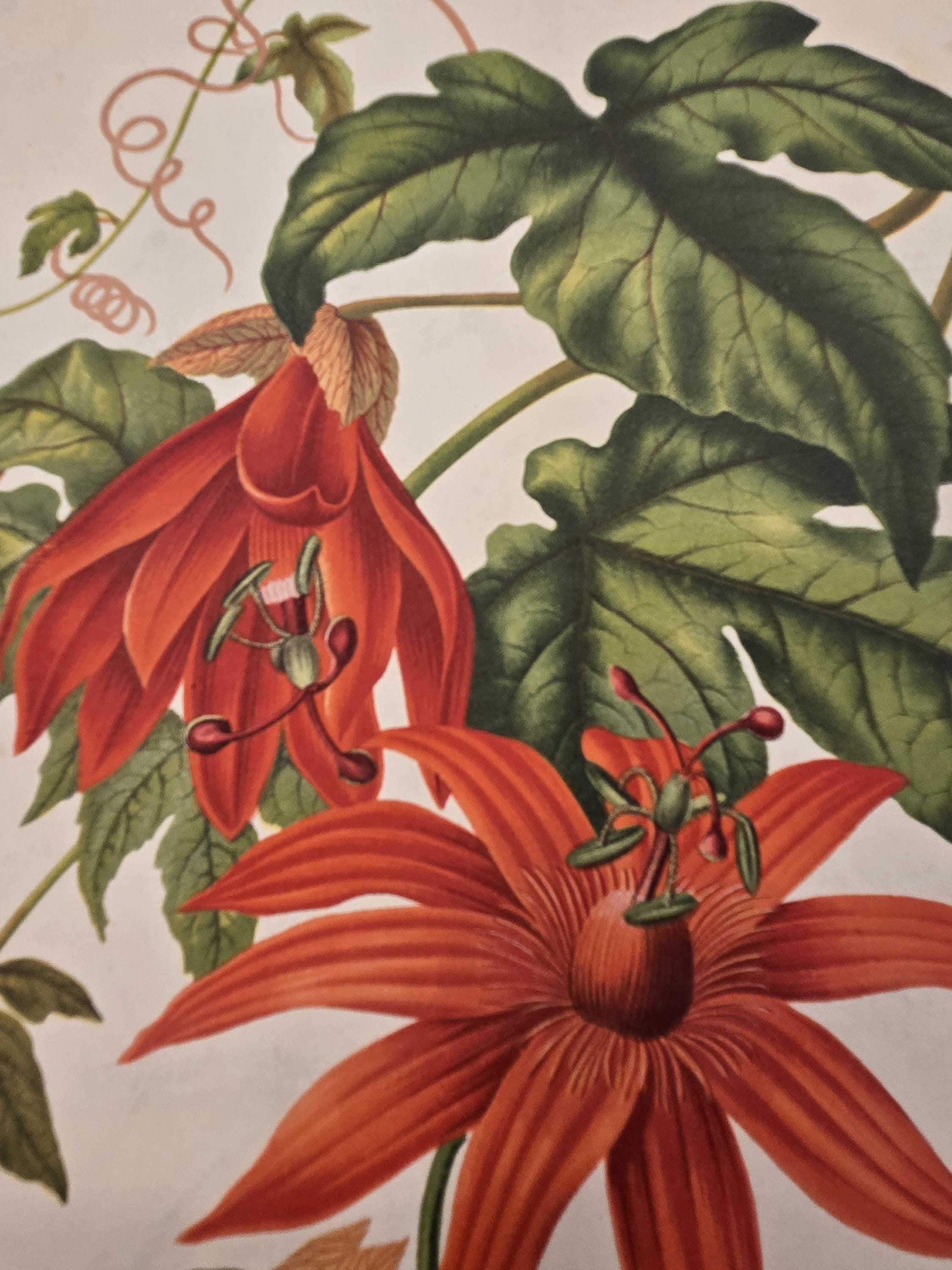 Rare 1880s Botanical Antique Chromolithograph – Vine-leaved