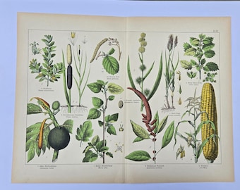 Large Antique Botanical Folio, Breadfruit Mulberry and Maize Lithograph, Willkomm & Schubert 1870s Double Page Print, German Nature Wall Art