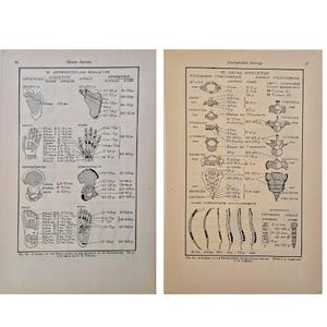 Ex libris di anatomia antica – Stampa scheletrica fronte-retro, illustrazione medica del XIX secolo, incisione scientifica d&#39;epoca, arte murale raffigurante uno scheletro umano