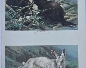 Antique 1907 Natural History Print - Alpine Hair, Beaver - Color Lithograph