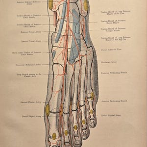 1906 antieke anatomie - lithografie • originele antieke prenten • menselijke anatomie • medische illustratie - antieke Duitse houtsnede