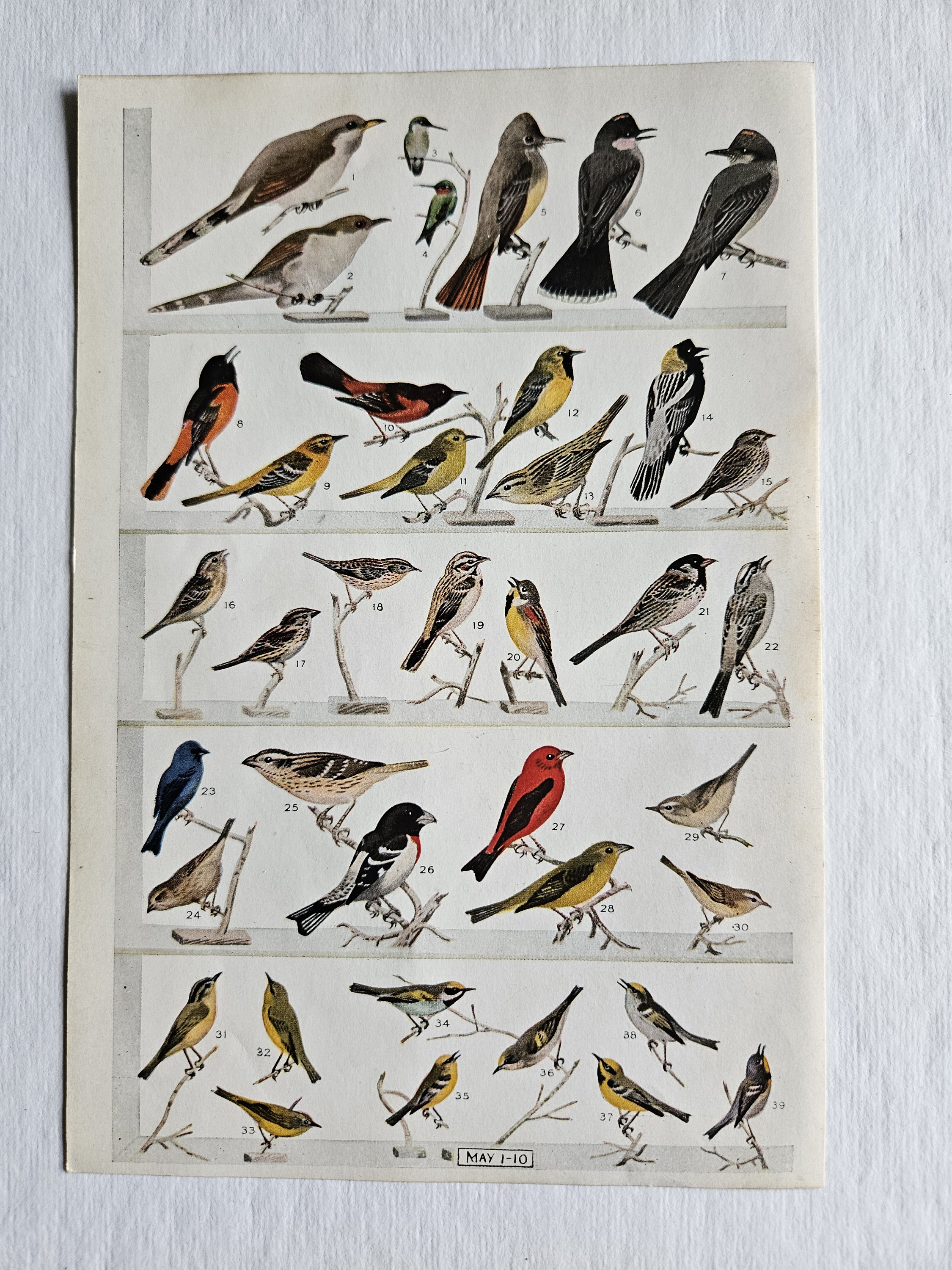 Antique Bird Colored Illustration - 1940's Eastern Birds of the