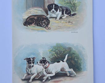 Antique 1907 Puppies Print | Fox Terrier Dogs | Miles Natural History Plate 7 | Vintage Dog Illustration - Natural History Print