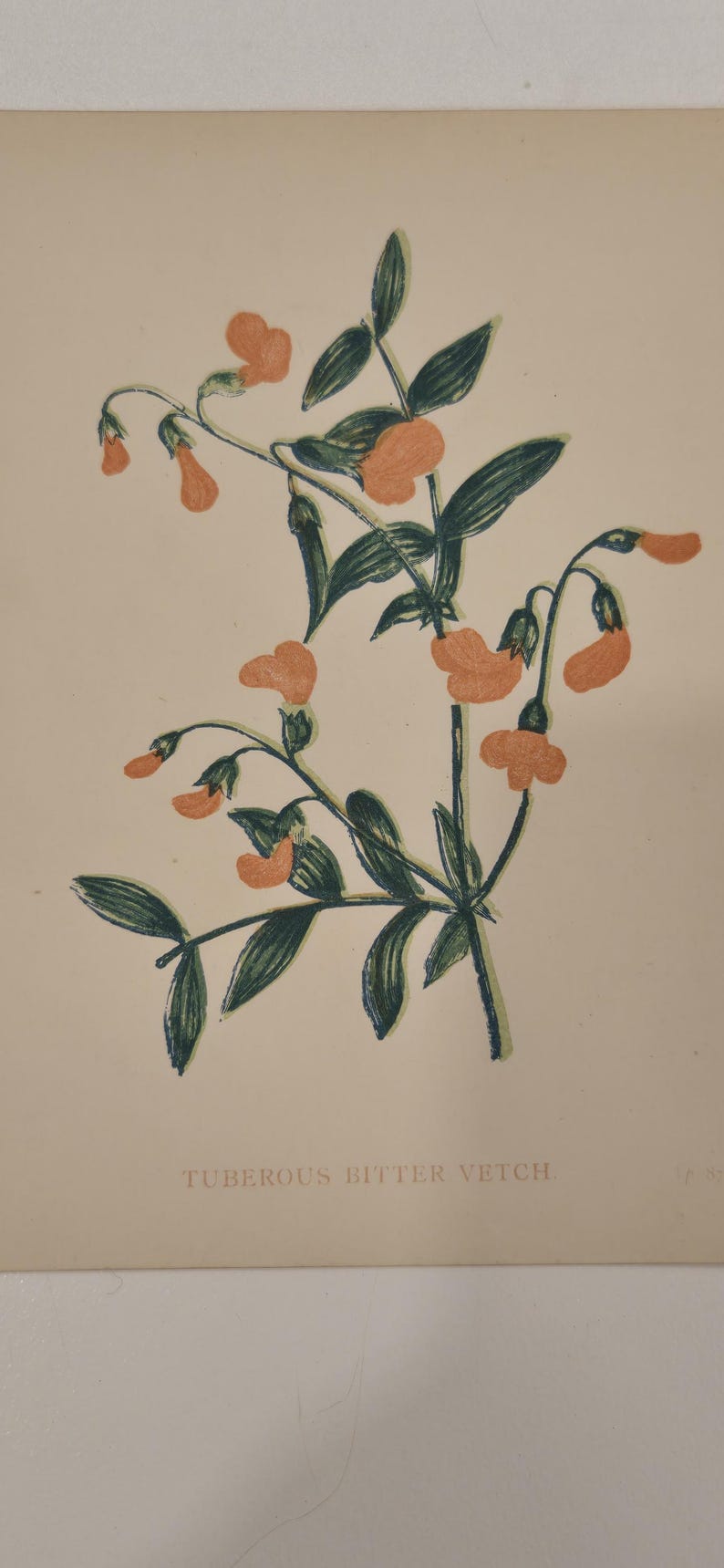 1902-ann-pratt-botanical-print-tuberous-bitter-vetch-chromolithograph