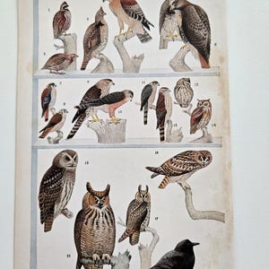 Antique Bird colored Illustration - 1940&#39;s Eastern Birds of The United States Vintage Bird Illustration Eagle Owl Hawk Crow Falcon