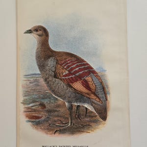 Antique Bird colored engraving - Gamebird Victorian plate form England 1890s William Robert Ogilvie-