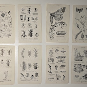 May include: Eight rectangular vintage-style paper prints arranged in two rows, featuring black and white scientific illustrations of various insects, larvae, moths, and botanical elements with Latin labels and plate numbers printed on each page.
