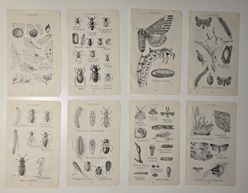 May include: Eight rectangular vintage-style paper prints arranged in two rows, featuring black and white scientific illustrations of various insects, larvae, moths, and botanical elements with Latin labels and plate numbers printed on each page.