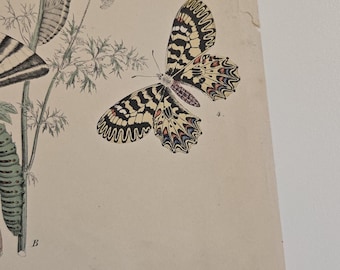 1882 Butterfly Engraving – European Moths & Butterflies by W.F.