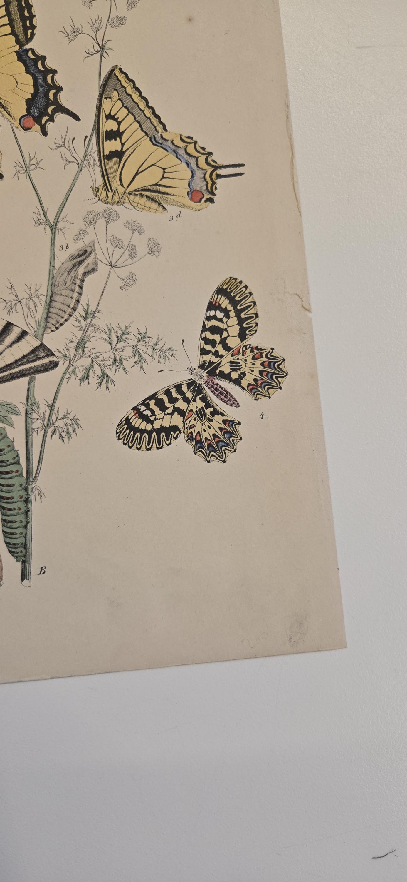 1882 Butterfly Engraving – European Moths & Butterflies by W.F.