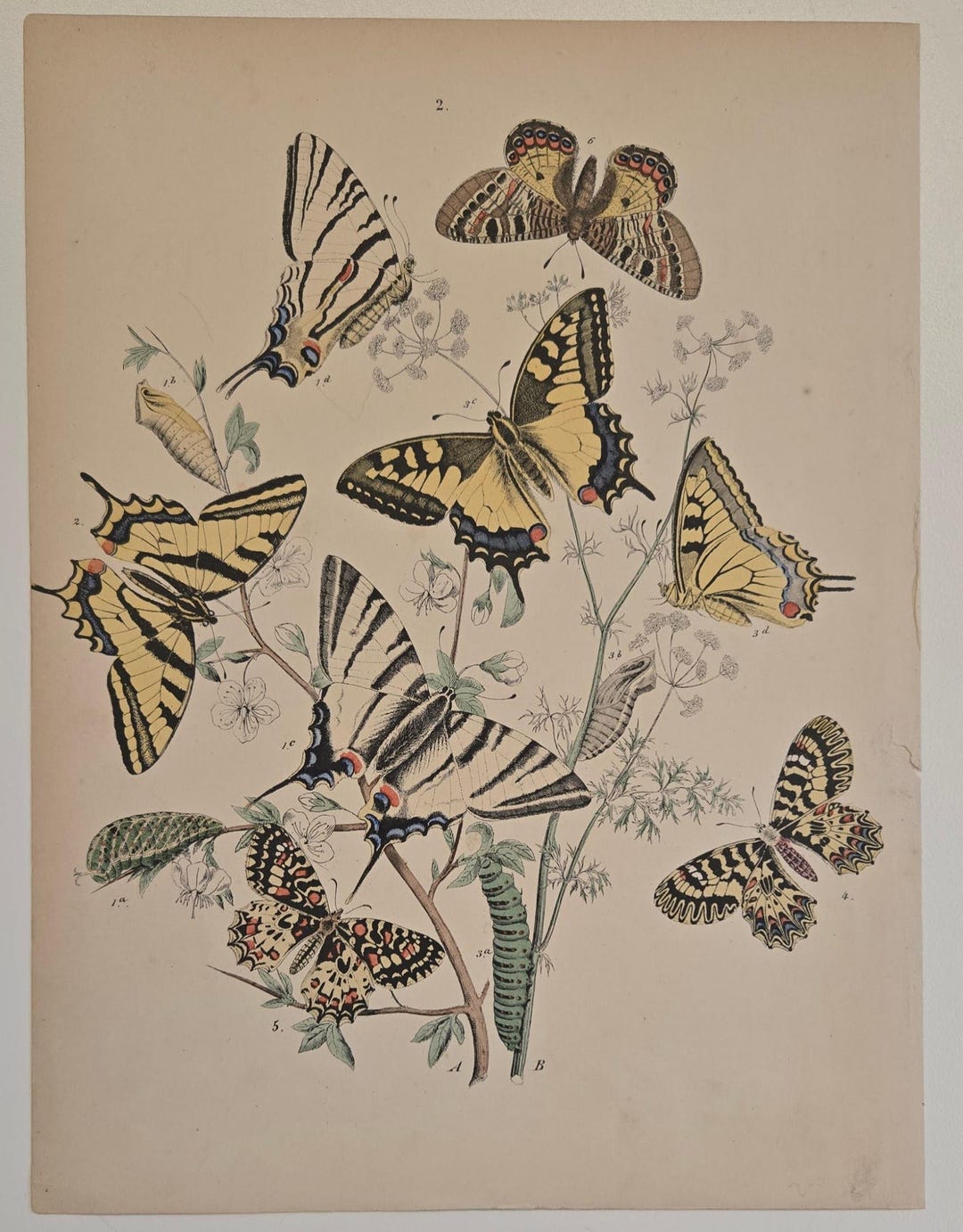 1882 Butterfly Engraving – European Moths & Butterflies by W.F.