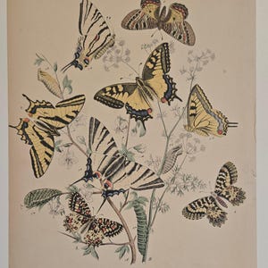 1882 Butterfly Engraving – European Moths & Butterflies by W.F. Kirby – Antique Hand-Colored Natural History Print - Butterfly Art