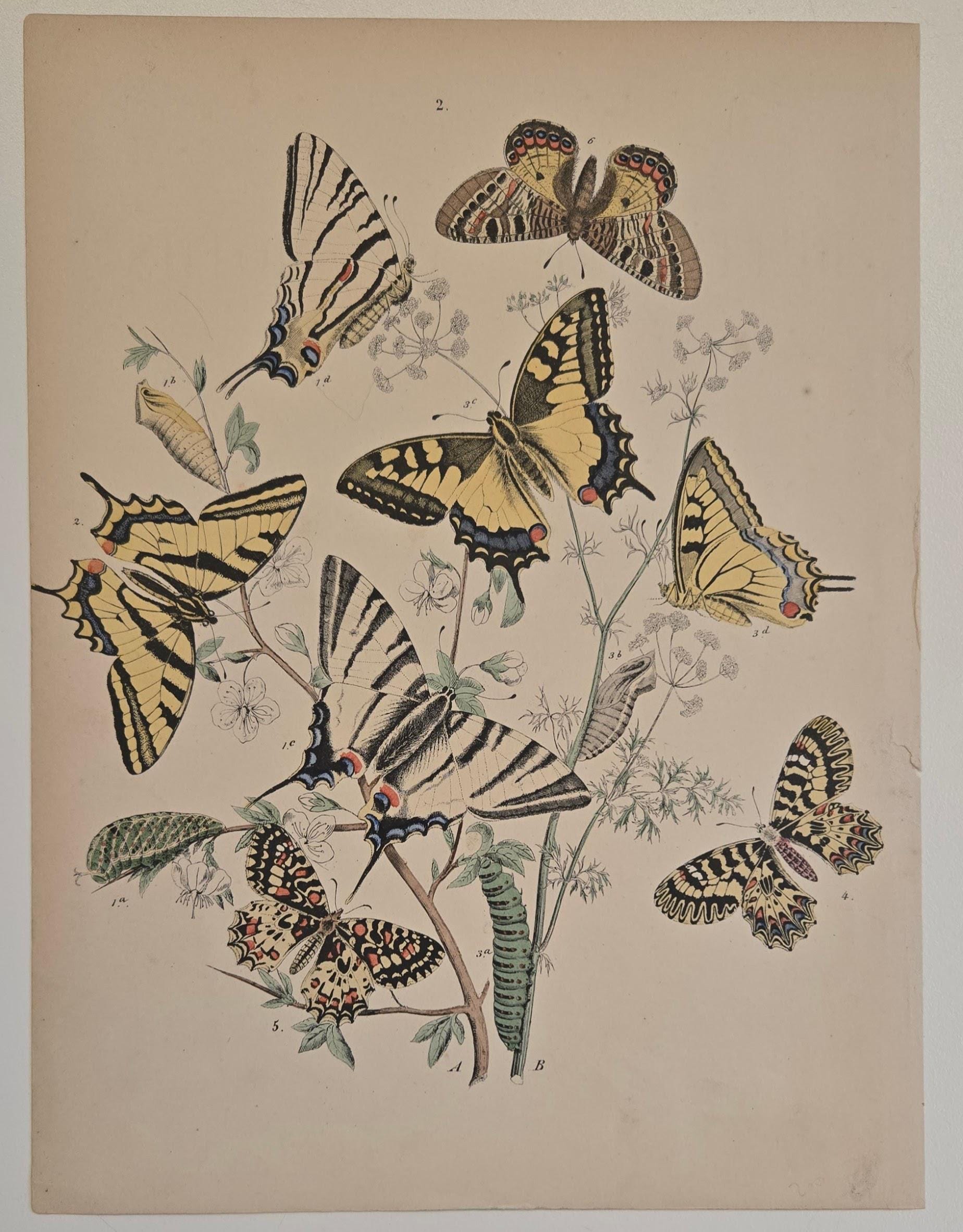 絵画 butterfly 1882 Butterfly Engraving – European Moths & Butterflies by W.F.