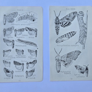 Antique 1921 Insect Prints, Frank Lutz Entomology, American Museum Natural History, Entomology Illustration, Choice of Collection Collection 10