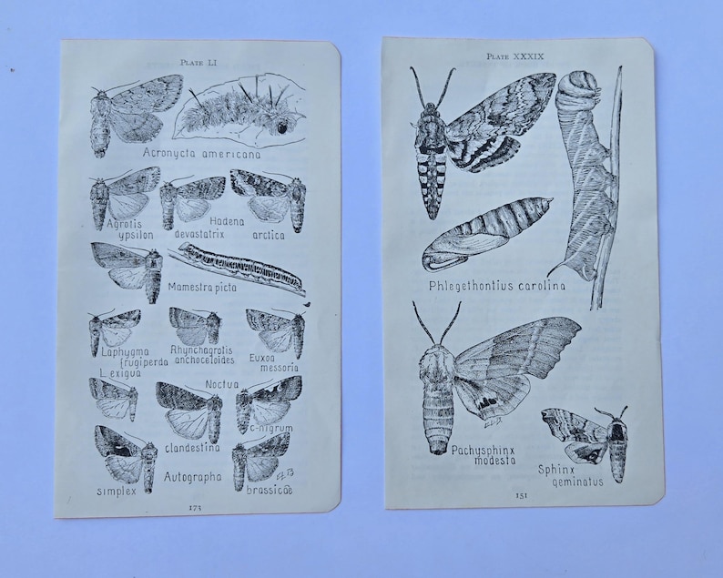 Antique 1921 Insect Prints, Frank Lutz Entomology, American Museum Natural History, Entomology Illustration, Choice of Collection Collection 10