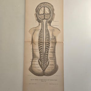 1906 antieke anatomie - lithografie • originele antieke prenten • • menselijke anatomie • medische illustratie - antieke Duitse houtsnede