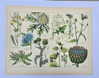 Large Antique Botanical Lithograph, Thistle and Artichoke Double Page Folio, Willkomm & Schubert 1870s Print, German Natural History Art