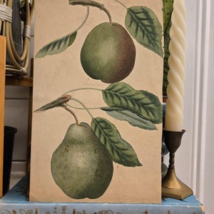 Stampa botanica antica del 1877 di George Brookshaw – Pomona Britannica Tavola 74 – Incisione colorata a mano – Pere Easter e Tarlington - Pera