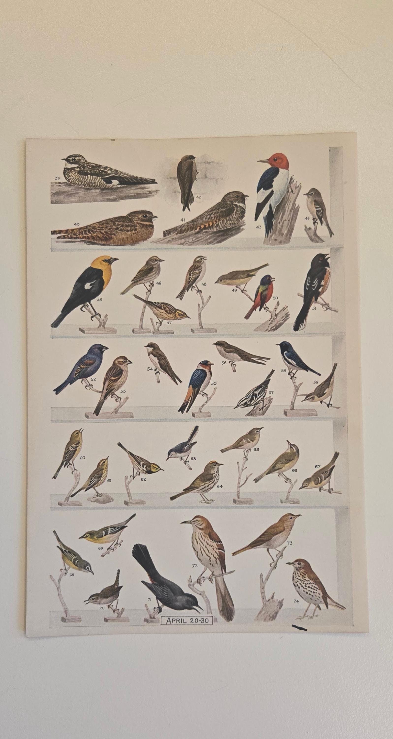 1940s Bird Migration Chart Print – Edmund J. Sawyer Ornithology