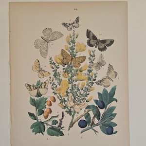 1882 Butterfly Engraving – European Moths & Butterflies by W.F. Kirby – Antique Hand-Colored Natural History Print - Butterfly Art