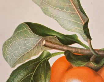 1892 Persimmon Print – Antique USDA Pomology Chromolithograph