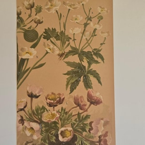 Antikt alpbotaniskt tryck – Taschenflora des Alpen-Wanderers Zürich – L&C Schröter Originaltallrik – Schweizisk blomsterillustration från 1800-talet