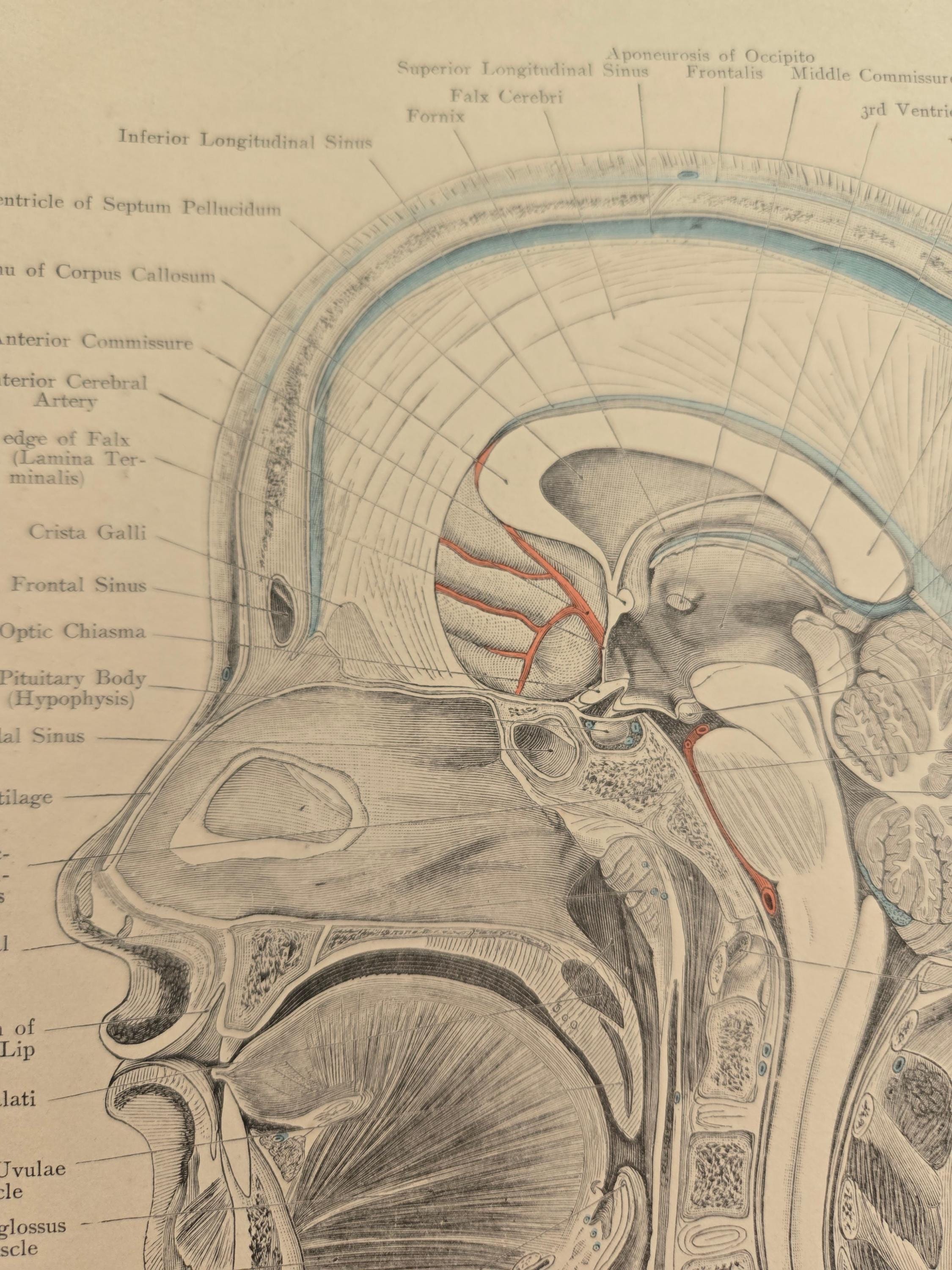 1906年アンティーク解剖学 - リトグラフ • オリジナル