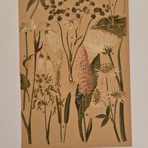 Antikt alpbotaniskt tryck – Taschenflora des Alpen-Wanderers Zürich – L&C Schröter Originaltallrik – Schweizisk blomsterillustration från 1800-talet