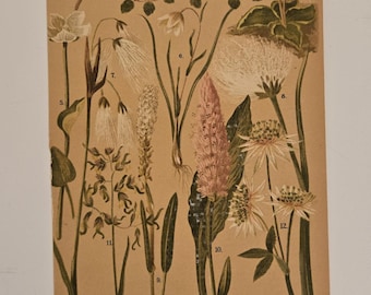 Antique Alpine Botanical Print – Taschenflora des Alpen-Wanderers Zurich – L&C Schröter Original Plate – 1800s Swiss Flower Illustration