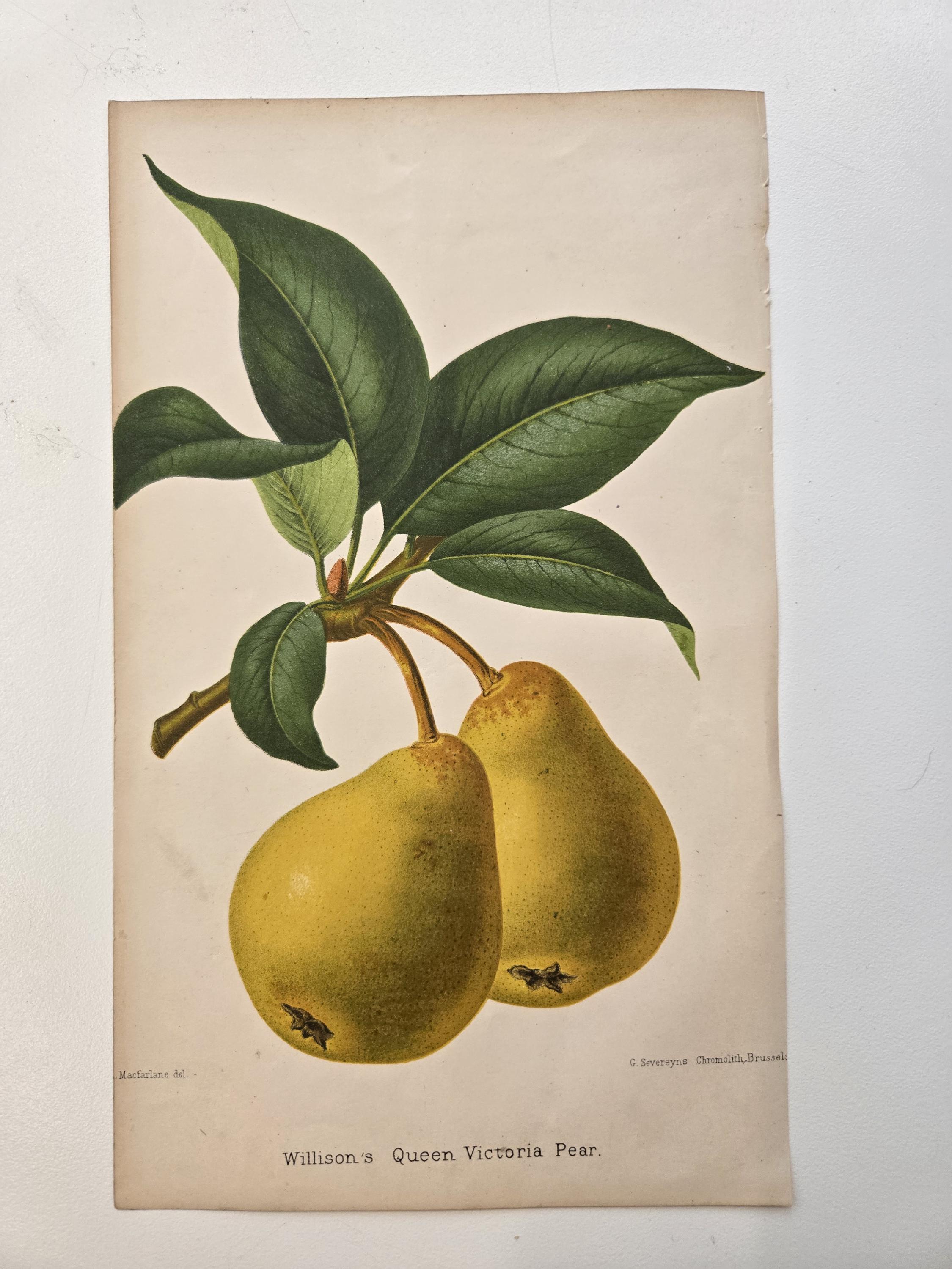 1877 Pear Chromolithograph – Antique Botanical Print by J.L.