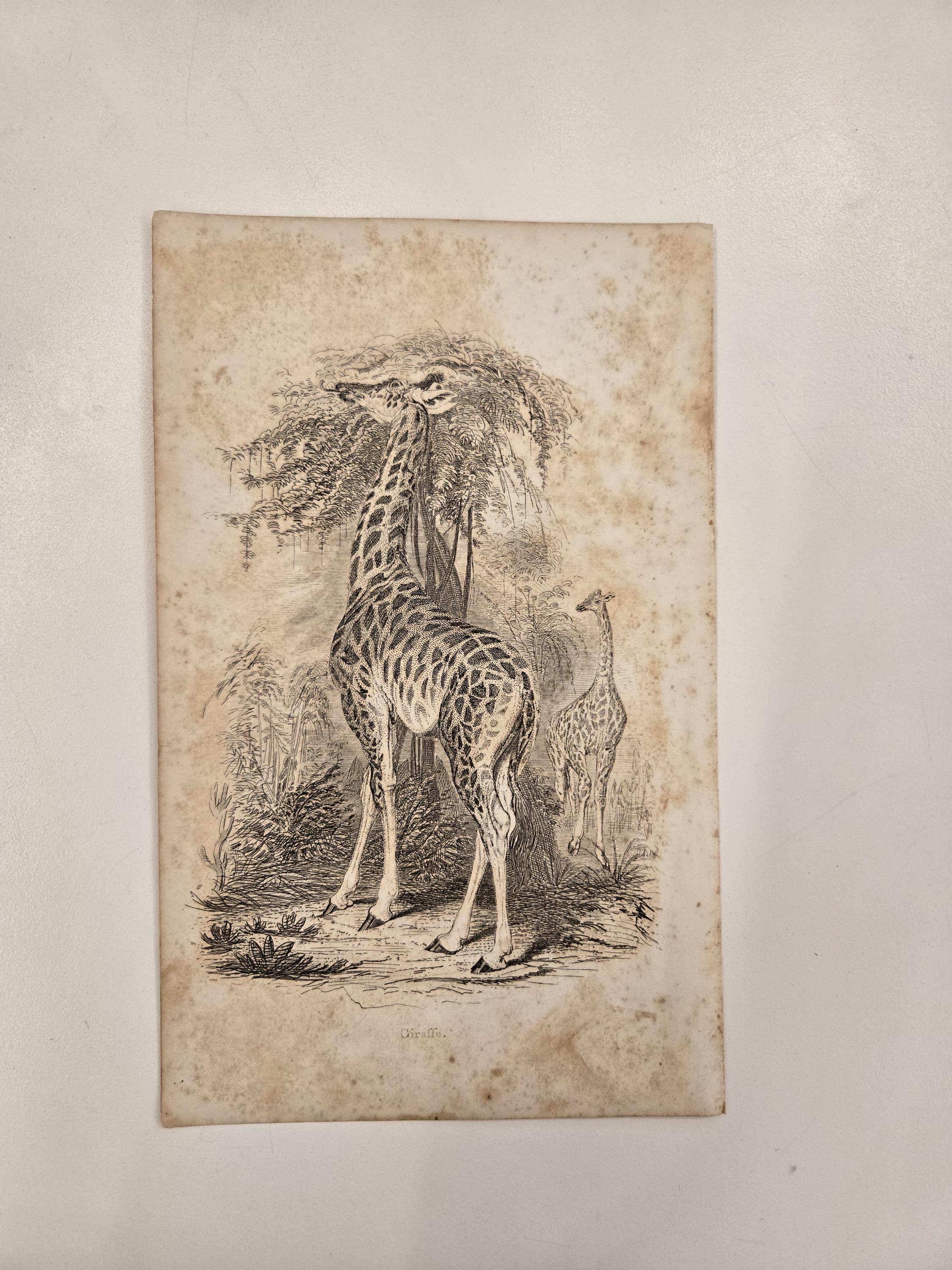 1853年 希少 グールドキリン博物学者図書館銅版画 自然史オリジナル
