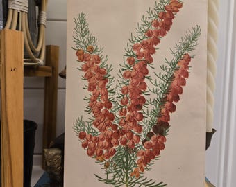 オリジナルアンティーク英国植物画ハンドカラープリント 1873年