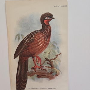 Antique Bird colored engraving - Gamebird Victorian plate form England 1890s William Robert Ogilvie-