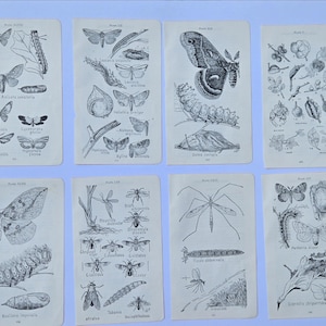 May include: Eight rectangular off-white paper pages featuring black ink scientific illustrations of various moths, caterpillars, pupae, and botanical elements. Each page includes printed plate numbers and Latin taxonomic labels for the insects.