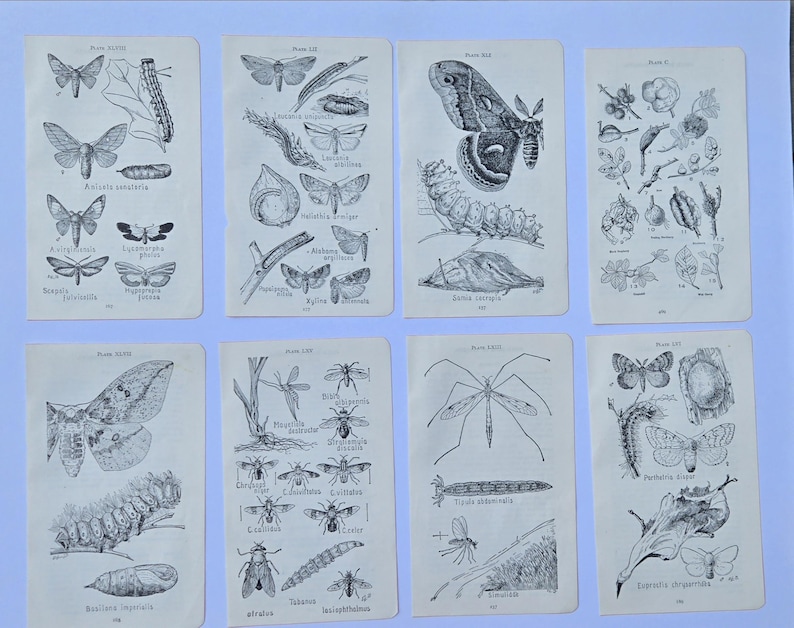 May include: Eight rectangular off-white paper pages featuring black ink scientific illustrations of various moths, caterpillars, pupae, and botanical elements. Each page includes printed plate numbers and Latin taxonomic labels for the insects.