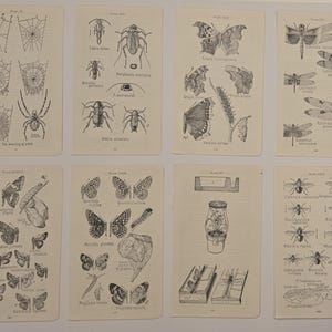 May include: Eight rectangular off-white paper pages featuring black ink scientific illustrations of insects, spiders, webs, and chrysalises. Each page contains detailed drawings with Latin labels and plate numbers, showcasing various species and life cycles.