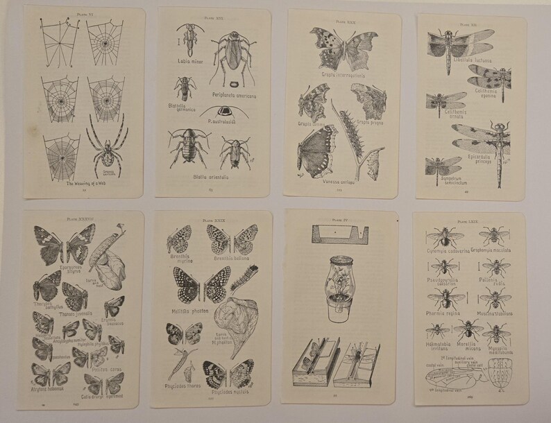 May include: Eight rectangular off-white paper pages featuring black ink scientific illustrations of insects, spiders, webs, and chrysalises. Each page contains detailed drawings with Latin labels and plate numbers, showcasing various species and life cycles.