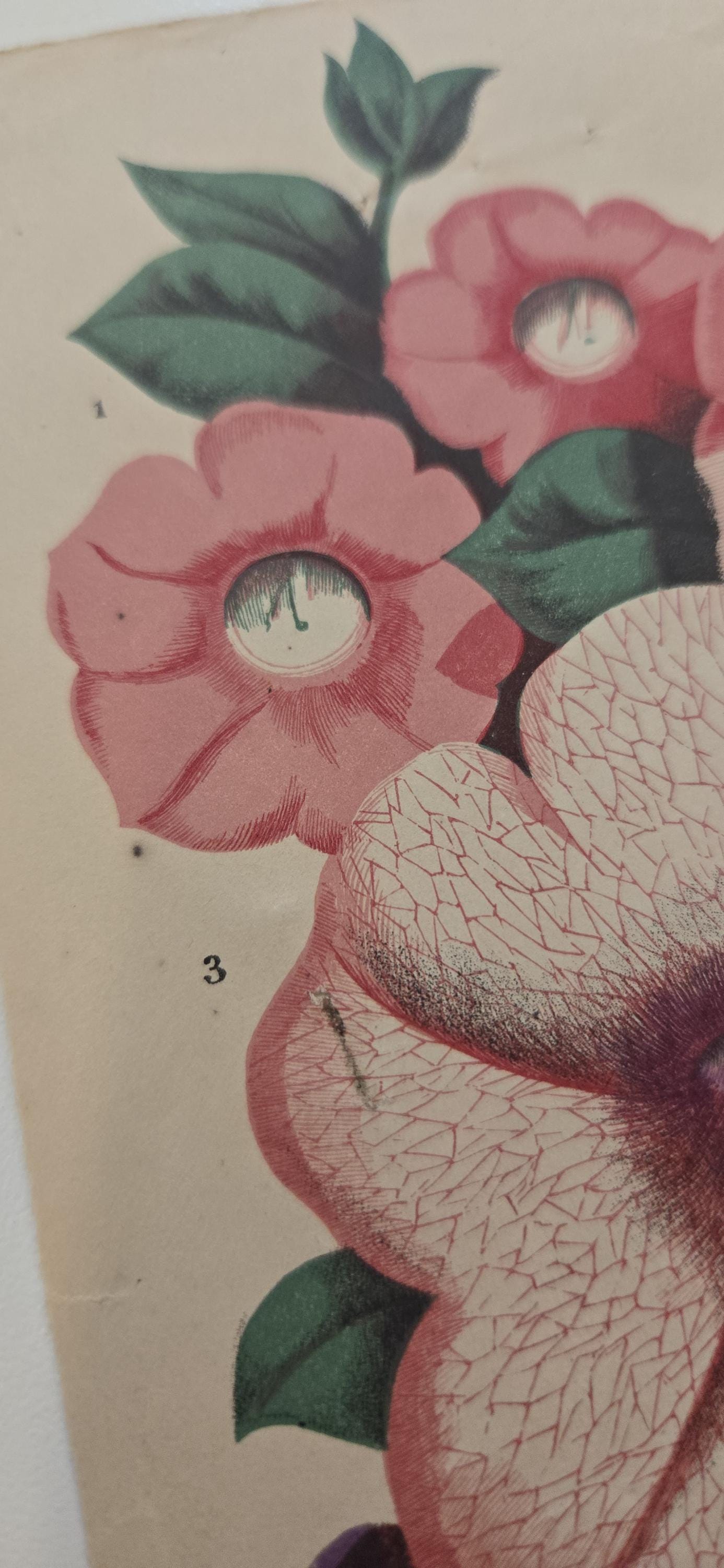 Antique 19th Century Petunia Chromolithograph – Victorian