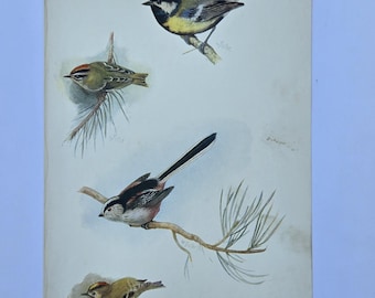 1909 Antique Color Lithograph, William Foster, Great Tit & Long-Tailed Tit, Plate 34