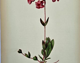 1878 Botanical Chromolithograph –  PHLOX REPTANS (Moss Phlox) – Thomas Meehan & L. Prang – Antique Flower Plate